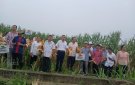 HỘI NGHỊ ĐẦU BỜ MÔ HÌNH NGÔ VỤ XUÂN 2024