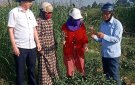 BCĐSX XÃ XUÂN HÒA PHỐI HỢP VƠI TRUNG TÂM DỊCH VỤ SX HUYỆN KIÊM TRA QUÁ TRÌNH PHÁT TRIỂN CỦA CÂY ỚT VỤ ĐÔNG 2024-2025