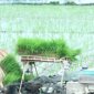 XÃ XUÂN HÒA: TẬP TRUNG XUỐNG ĐỒNG GIEO CẤY LÚA VỤ THU MÙA 2025