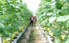 HUYỆN THỌ XUÂN CHÚ TRỌNG TÍCH TỤ, TẬP TRUNG ĐẤT ĐAI ĐỂ SẢN XUẤT NÔNG NGHIỆP ỨNG DỤNG CÔNG NGHỆ CAO, QUY MÔ LỚN