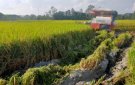 Huyện Thọ Xuân: Thu hoạch hơn 1.000 ha lúa vụ Mùa