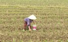 NÔNG DÂN XÃ XUÂN HOÀ THU HOẠCH LÚA VÀ CÂY MÀU VỤ THU MÙA, GIEO TRỒNG CÁC CÂY MÀU VỤ ĐÔNG NĂM 2024-2025