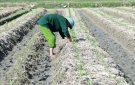 HUYỆN THỌ XUÂN: GIEO TRỒNG ĐƯỢC TRÊN 2.000 HA CÂY VỤ ĐÔNG