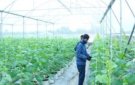 HUYỆN THỌ XUÂN: ĐẨY MẠNH CÔNG TÁC PHÁT TRIỂN KINH TẾ, XÂY DỰNG VĂN HOÁ - XÃ HỘI TRÊN ĐỊA BÀN  