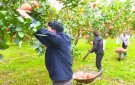 HUYỆN THỌ XUÂN: PHÁT TRIỂN SẢN XUẤT NÂNG CAO THU NHẬP GÓP PHẦN XÂY DỰNG NTM NÂNG CAO BỀN VỮNG