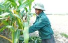 XUÂN HOÀ THU HOẠCH CÂY MÀU VỤ ĐÔNG VÀ CHUẨN BỊ MỌI ĐIỀU KIỆN CHO SẢN XUẤT VỤ CHIÊM XUÂN 2024-2025