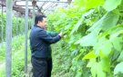 HOẠT ĐỘNG HIỆU QUẢ CỦA TRUNG TÂM NGHIÊN CỨU, KHẢO NGHIỆM VÀ DỊCH VỤ GIỐNG CÂY TRỒNG THANH HÓA